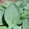 Hosta Big Daddy #1 - Image 2